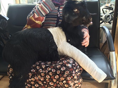 Yaramaz In Yaramazligi Veterinerlik Etti Mugla Haber Gazetesi