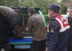 Yaralı yaban keçisi kurtarıldı