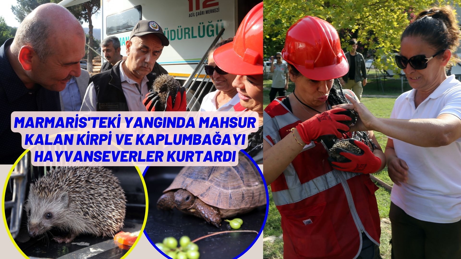Marmaris’teki yangında mahsur kalan kirpi ve kaplumbağayı hayvanseverler kurtardı